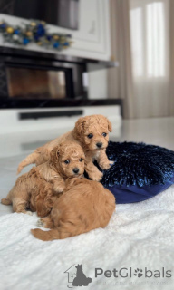 Photo №2 to announcement № 164614 for the sale of maltese dog - buy in Netherlands breeder