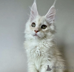 Photo №1. maine coon - for sale in the city of Baden Baden | 1022$ | Announcement № 163720