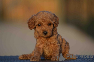 Photo №1. poodle (toy) - for sale in the city of Mladenovac | negotiated | Announcement № 94979