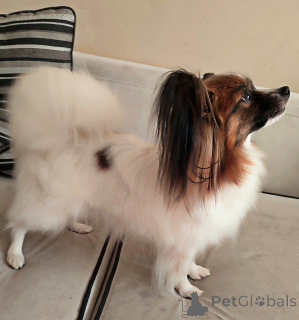 Photo №2 to announcement № 139092 for the sale of papillon dog - buy in Poland breeder