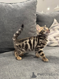 Photo №2 to announcement № 152779 for the sale of bengal cat - buy in France private announcement