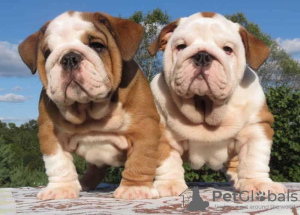 Photo №1. english bulldog - for sale in the city of Сан-Хуан | 550$ | Announcement № 95285