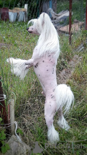 Photo №2 to announcement № 105362 for the sale of chinese crested dog - buy in Germany breeder