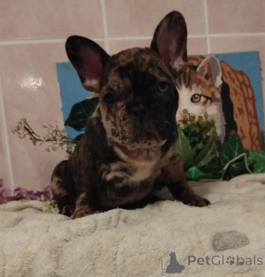 Additional photos: French bulldog.