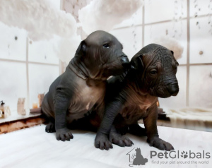Photo №4. I will sell mexican hairless dog in the city of Kiev. from nursery - price - 1774$