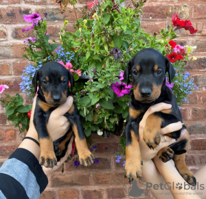 Photo №3. Dobermans Puppies for sale . United States