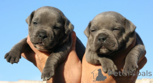 Photo №1. staffordshire bull terrier - for sale in the city of Adamov | 471$ | Announcement № 153752