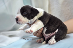 Photo №2 to announcement № 6273 for the sale of american bully - buy in Ukraine breeder