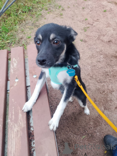 Photo №1. non-pedigree dogs - for sale in the city of St. Petersburg | Is free | Announcement № 159495