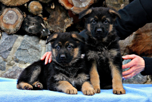 Photo №1. german shepherd - for sale in the city of Kiev | 400$ | Announcement № 4940