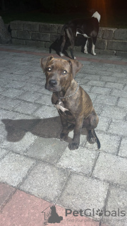 Photo №4. I will sell american bully in the city of Belgrade. breeder - price - 1268$