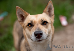 Photo №4. I will sell non-pedigree dogs in the city of Moscow river. private announcement - price - Is free