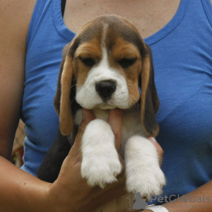 Photo №1. beagle - for sale in the city of Bonn | 380$ | Announcement № 124721