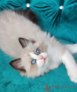 Photo №1. ragdoll - for sale in the city of Benavente | 282$ | Announcement № 138622