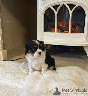 Photo №1. cavalier king charles spaniel - for sale in the city of Eureka | 280$ | Announcement № 128979