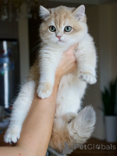 Photo №3. Meet Oliver charming, composed, and full of quiet love. The true gentleman of. Iceland