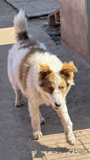 Photo №4. I will sell non-pedigree dogs in the city of St. Petersburg. private announcement - price - Is free