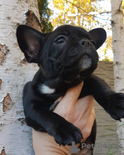 Photo №4. I will sell french bulldog in the city of Bremen. private announcement - price - 380$