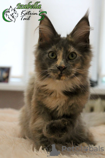 Photo №2 to announcement № 7687 for the sale of maine coon - buy in Russian Federation private announcement, from nursery, breeder