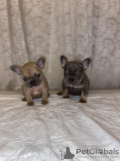 Photo №1. french bulldog - for sale in the city of Sofia | Is free | Announcement № 16190