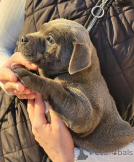 Photo №3. Staffordshire Bull Terrier Puppies Friendly and Loyal. Belgium