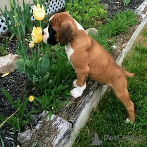 Photo №2 to announcement № 123837 for the sale of boxer - buy in Finland private announcement, breeder