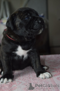 Photo №4. I will sell cane corso in the city of Omsk. private announcement, from nursery - price - negotiated