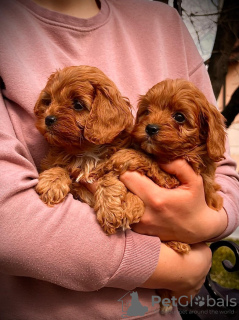 Photo №4. I will sell cavalier king charles spaniel in the city of Zrenjanin. breeder - price - negotiated