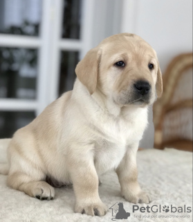 Photo №3. Labrador puppies for sale, gentle and affectionate kids.. Ukraine