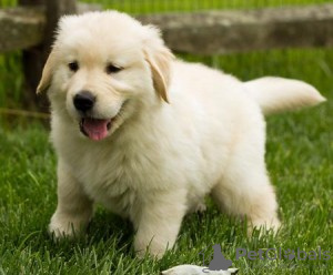 Photo №1. golden retriever - for sale in the city of Corona | Is free | Announcement № 124105