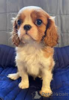 Photo №2 to announcement № 166115 for the sale of cavalier king charles spaniel - buy in United Kingdom private announcement, breeder