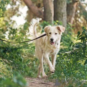 Photo №4. I will sell non-pedigree dogs in the city of Moscow river. private announcement - price - Is free