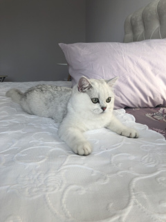 Photo №2 to announcement № 2363 for the sale of british shorthair - buy in Russian Federation from nursery