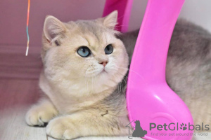 Photo №4. I will sell british shorthair in the city of Dnipro. from nursery, breeder - price - 1000$