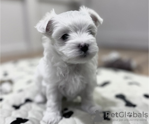 Photo №1. maltese dog - for sale in the city of Brussels | 211$ | Announcement № 123530