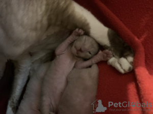 Additional photos: Babycat Cornish Rex