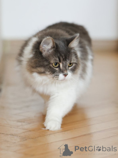 Photo №2 to announcement № 151212 for the sale of  - buy in Russian Federation private announcement