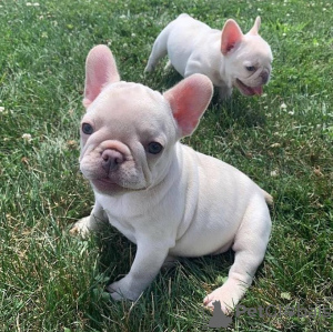 Photo №4. I will sell french bulldog in the city of Leipzig. private announcement - price - 380$