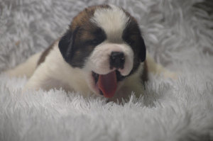 Photo №2 to announcement № 4857 for the sale of st. bernard - buy in Russian Federation private announcement