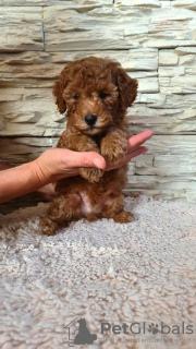 Additional photos: Mini Poodle puppies