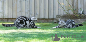 Photo №4. I will sell british shorthair in the city of Жарув.  - price - 300$