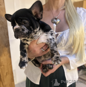 Photo №1. french bulldog - for sale in the city of Innsbruck | negotiated | Announcement № 160938