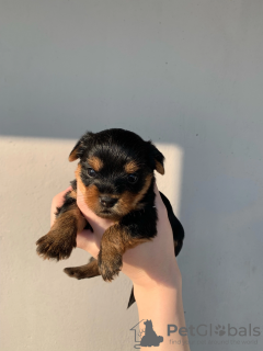 Photo №1. yorkshire terrier - for sale in the city of Balashikha | 234$ | Announcement № 52777