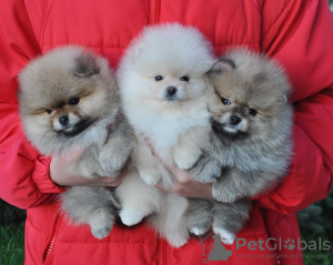 Photo №1. pomeranian - for sale in the city of Paris | negotiated | Announcement № 120020