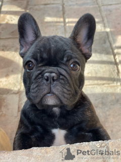 Photo №1. french bulldog - for sale in the city of Belgrade | negotiated | Announcement № 112082