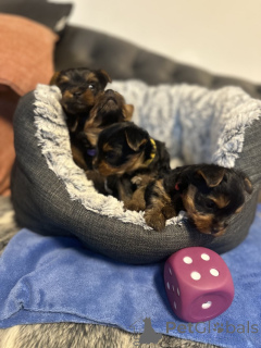 Photo №3. Dice Yorkie на продажу. United States