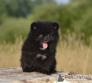 Photo №4. I will sell pomeranian in the city of Vitebsk. private announcement - price - 296$