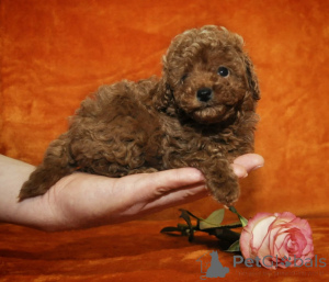 Photo №2 to announcement № 173459 for the sale of poodle (toy) - buy in Cyprus 