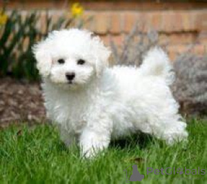 Photo №1. bichon frise - for sale in the city of Vienna | negotiated | Announcement № 124807