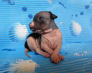Additional photos: Puppies of the American naked terrier